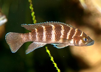 Neolamprologus cylindricus, Gestreifter Buntbarsch