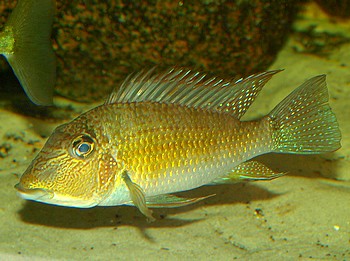 Satanoperca jurupari, Teufelsangel