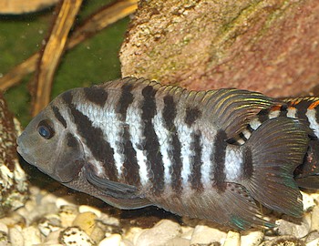 Amatitlania nigrofasciatum, Gr�nflossenbuntbarsch