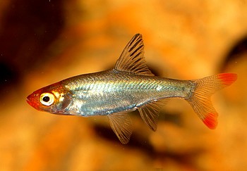 Sawbwa resplendens, Nacktlaube Sawbwa resplendens, Nacktlaube