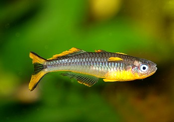 Pseudomugil furcatus, Gabelschwanz-Blauauge