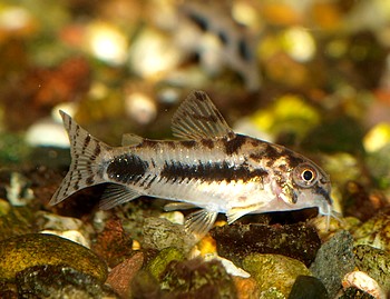Corydoras habrosus, Marmorierter Zwergpanzerwels 