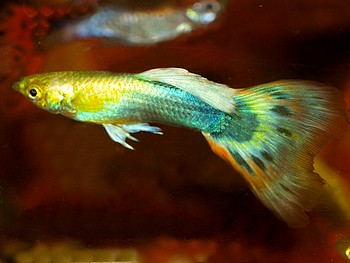 Poecilia reticulatus, Guppy