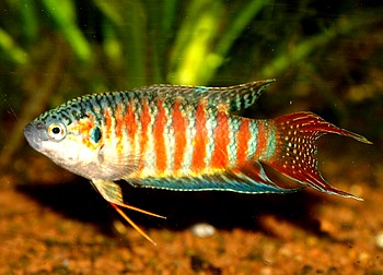 Macropodus opercularis, Makropode