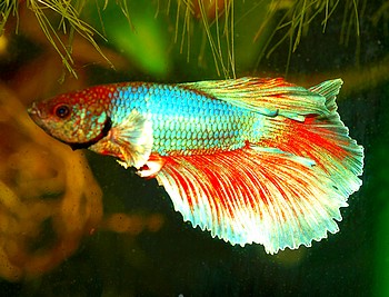 Betta splendens, Siamesischer Kampffisch