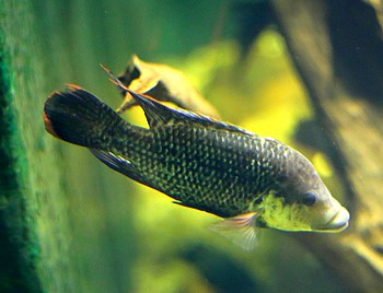 Oreochromis mossambicus, Mosambik-Buntbarsch