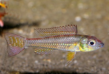 Biotoecus opercularis 