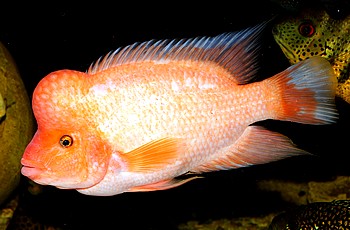 Cichlasoma citrinellum, Zitronenbuntbarsch