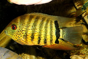 Heros severus, Augenfleckbuntbarsch Heros severus, Augenfleckbuntbarsch