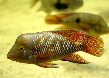Geophagus brasiliensis, Brasil-Perlmutt-Buntbarsch