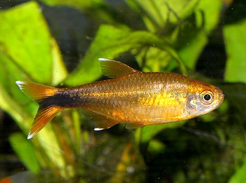 Hasemania nana, Kupfersalmler