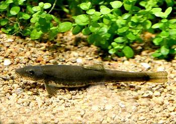 Noemacheilus barbatulus, Bachschmerle