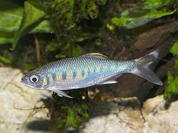 Zacco platypus, Drachenfisch Zacco platypus, Drachenfisch