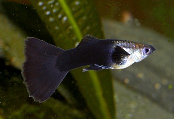 Poecilia reticulatus, Guppy