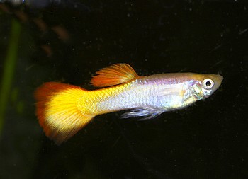 Poecilia reticulatus, Guppy