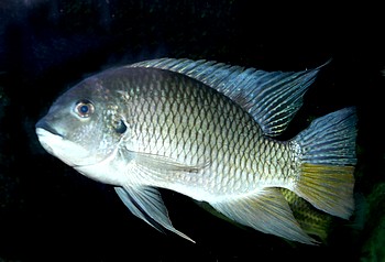 Coptodon camerunensis, Kameruntilapie