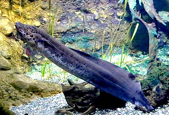 Protopterus annectens, Afrikanischer Lungenfisch