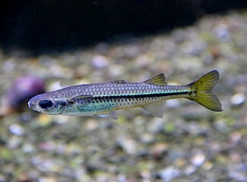 Craterocephalus nouhuysi