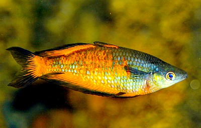 Melanotaenia parkinsoni