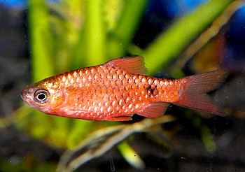 Pethia conchonius, Prachtbarbe