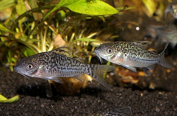 Corydoras sodalis, Genetzter Panzerwels