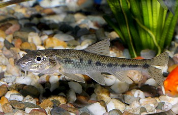 Gobio gobio,  Gr�ndling