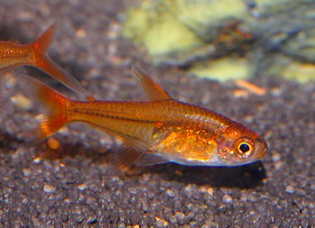 Hyphessobrycon amandae, Funkensalmler