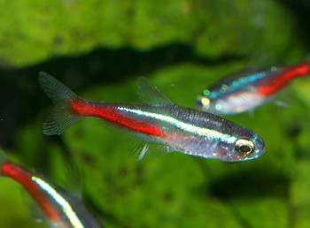 Paracheirodon innesi, Neonsalmler