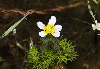 Ranunculus trichophyllus, Haarbl�ttriger Hahnenfu�