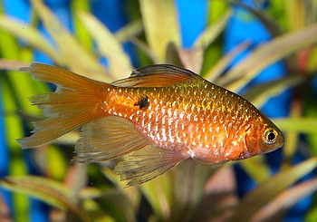 Pethia conchonius, Prachtbarbe, Schleierform