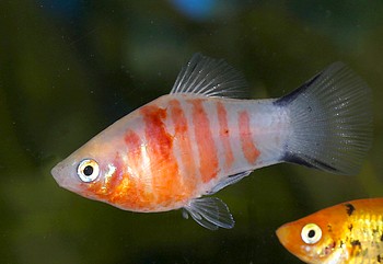 Xiphophorus maculatus, Platy