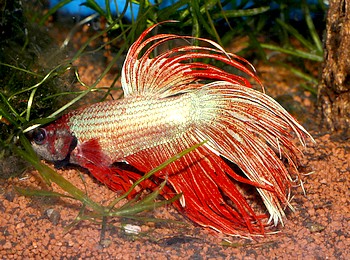 Betta splendens, Siamesischer Kampffisch