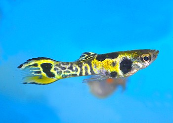 Poecilia reticulatus, Guppy