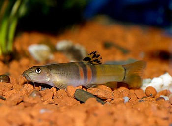 Schistura balteata, Orangeg�rtelschmerle