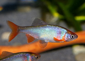 Notropis lutrensis, Rotflossenorfe