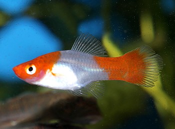 Xiphophorus maculatus, Platy