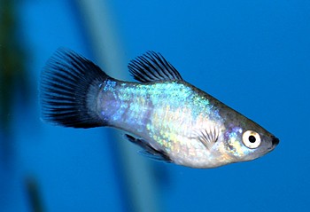 Xiphophorus maculatus, Platy