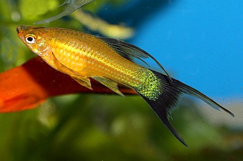Xiphophorus helleri