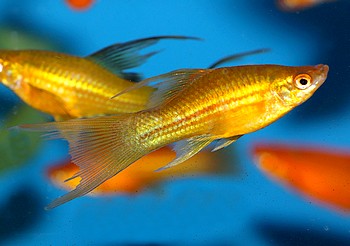 Xiphophorus helleri
