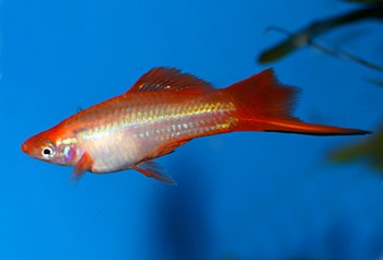 Xiphophorus helleri