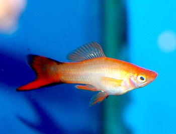 Xiphophorus helleri