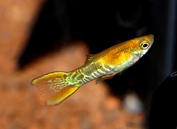 Poecilia reticulatus, Guppy