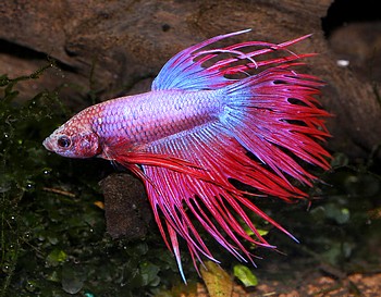 Betta splendens, Siamesischer Kampffisch