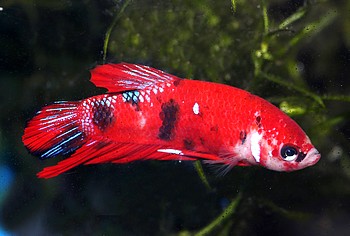 Betta splendens, Siamesischer Kampffisch