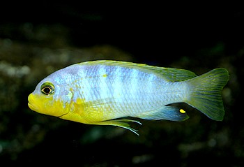 Pseudotropheus aurora