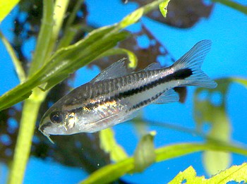 Corydoras pygmaeus, Zwergpanzerwels