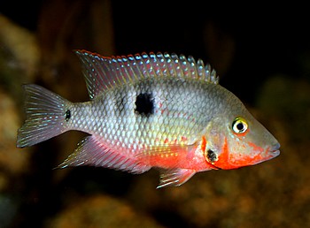 Thorichthys meeki, Feuermaulbuntbarsch
