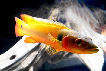 Crenicichla cf. lugubris ATABAPO Crenicichla cf. lugubris ATABAPO