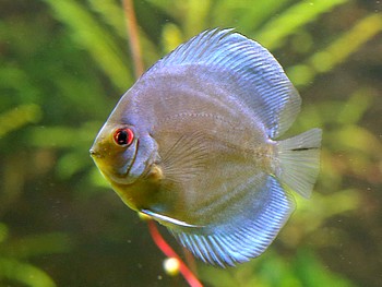 Symphysodon aequifasciatus, Diskus