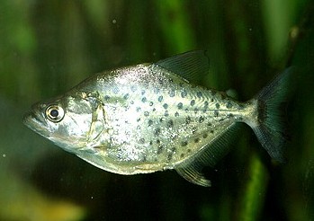 Serrasalmus rhombeus